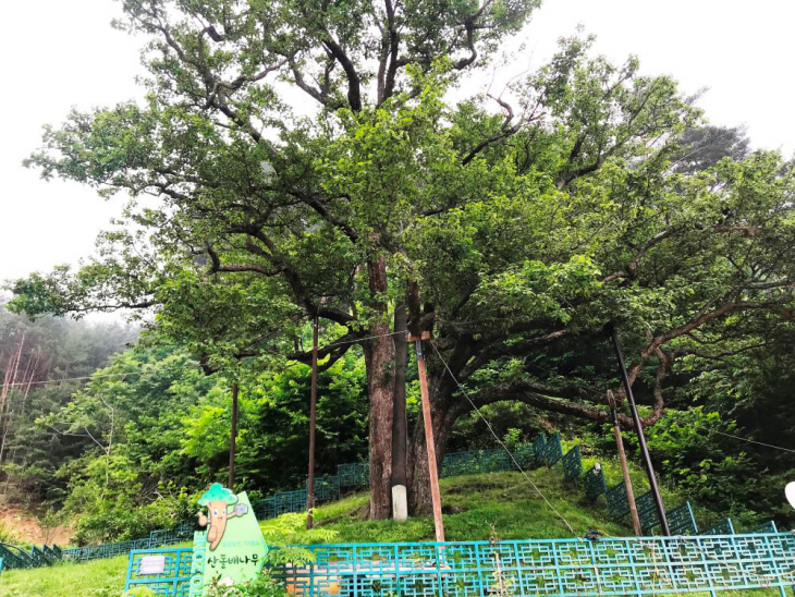 울진 쌍전리 산돌배나무