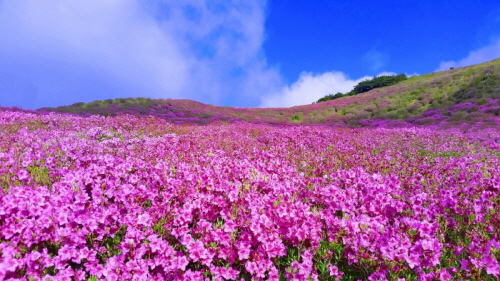 황매산대한민국구석구석43