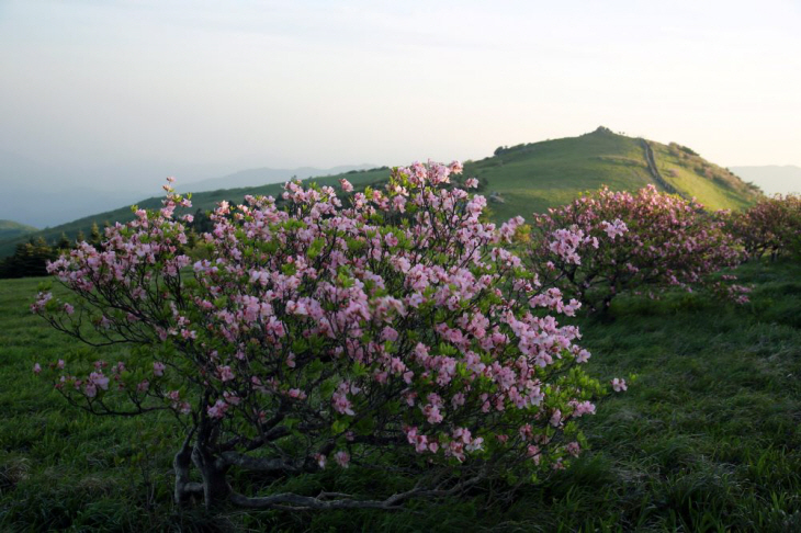 영주 소백산 비로봉 정상 철쭉 군락지