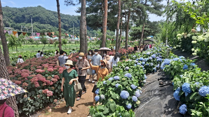 유구색동수국정원 사진  (5)