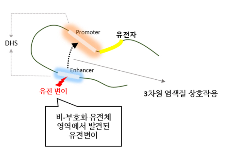 그림 2. 3차원 염색질 상호작용 모식도