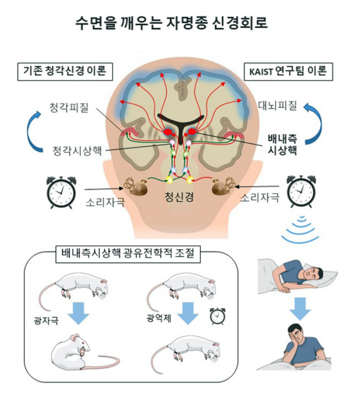 그림 3. 연구 모식도