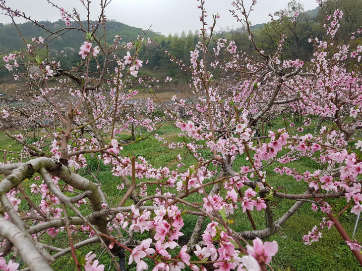 부천 춘덕산 복숭아꽃축제