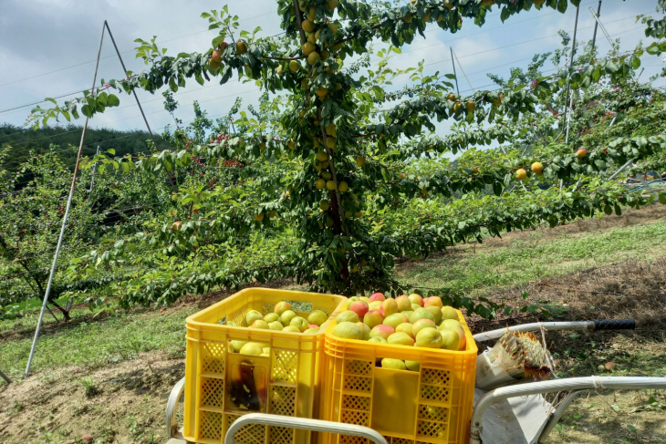 플럼코트 과수원 전경