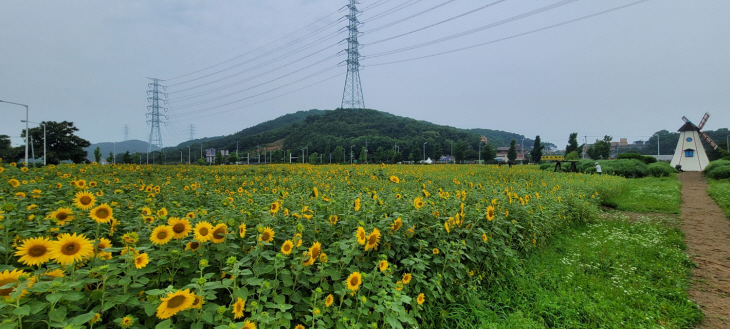 안산시 대부도 해바라기 꽃밭