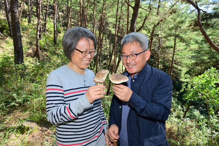 송이채취체험