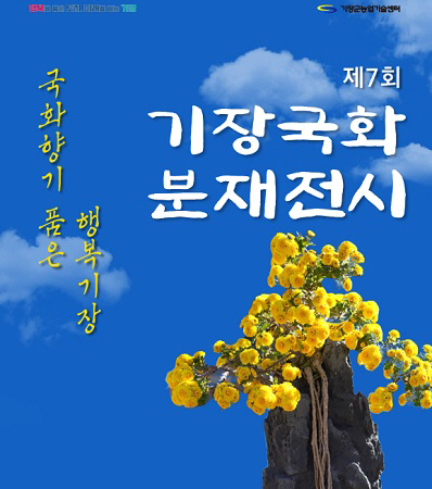 기장군, 내달 2일부터 ‘제7회 기장군 국화분재 전시회’ 개최