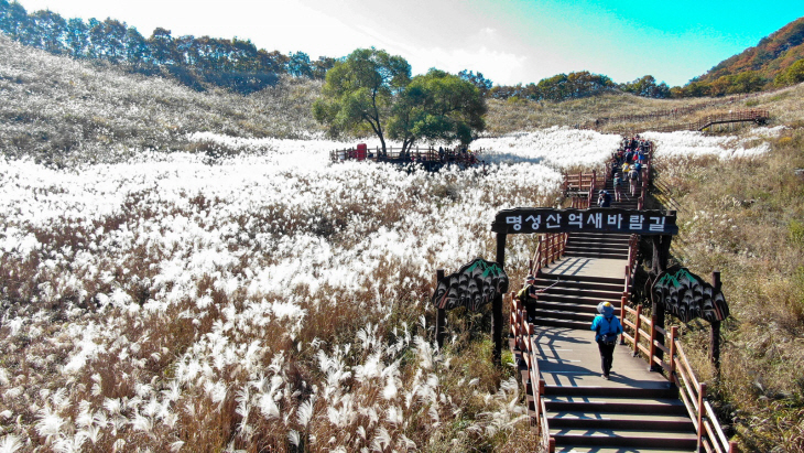 2022년 제25회 포천산정호수 명성산 억새꽃 축제 현장