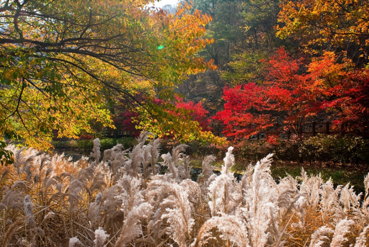 3.성주산 단풍