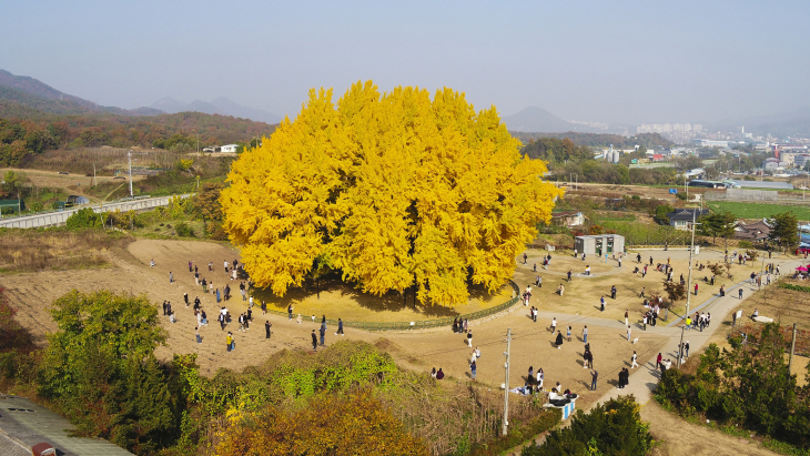 반계리 은행나무 1