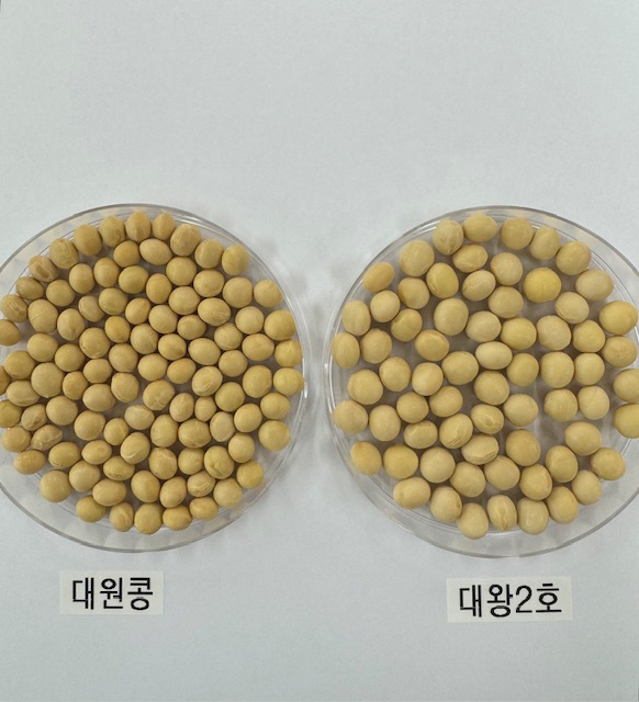 대왕 콩 재배단지 수확콩 크기비교(대원콩vs대왕2호)
