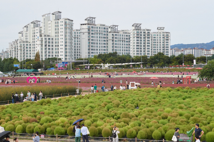 양주 나리농원 천일홍 축제장