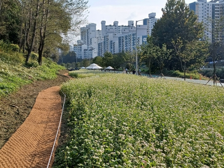 의정부시 장암동 중랑천 가을 메밀밭 산책로