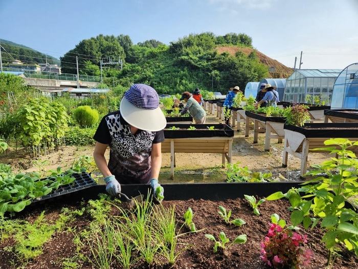 남양주시 커뮤니티 가든 '도시텃밭' 현장