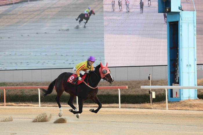 한국마사회, 최우수 국산 3세마 찾기.. '스포츠서울배+경남신문배'