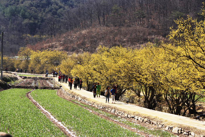 의성 산수유길풍경