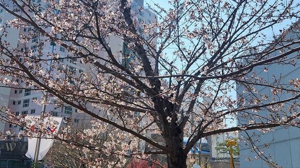 부산국토청 김해국토관리사무소... 진해군항제 국도변 환경정비 눈길