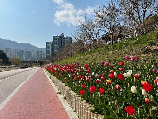 부산 기장군 '좌광천'... 새봄맞이 튤립 꽃길 조성