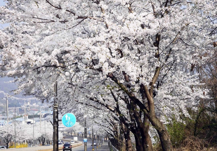 시흥 물왕호수 벚꽃길