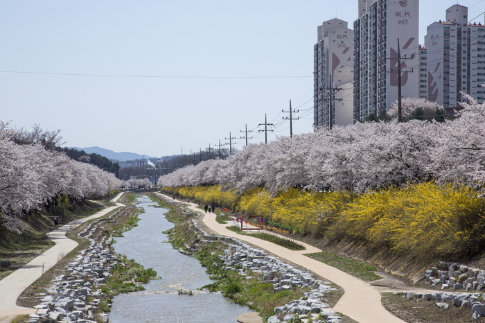 벚꽃 명소영주시 원당천 전경