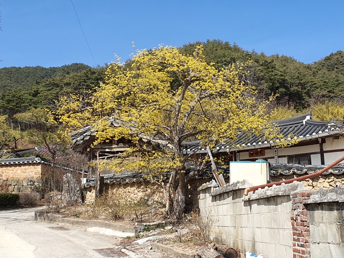 띠띠미마을 산수유