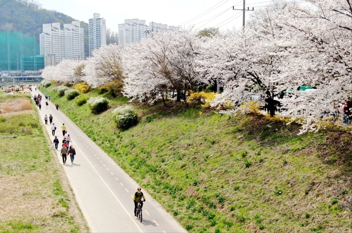 안양시 안양천-충훈벚꽃길