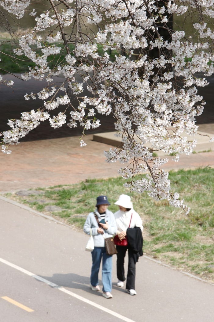 안양시 안양천-충훈벚꽃길