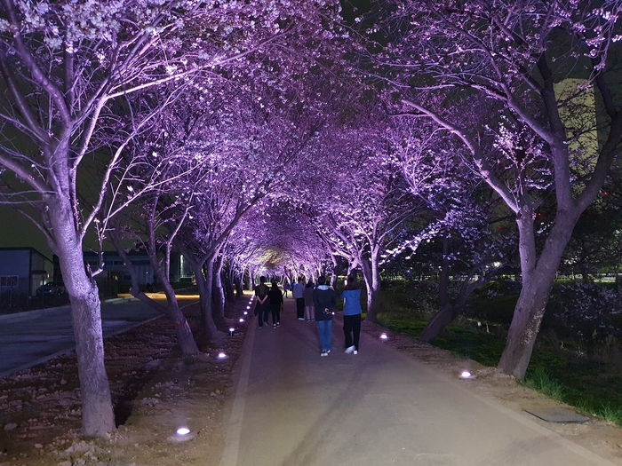 김포시 계양천 산책로 벚꽃터널