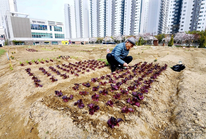 시흥시 도시농업공원의 시민행복텃밭 개장