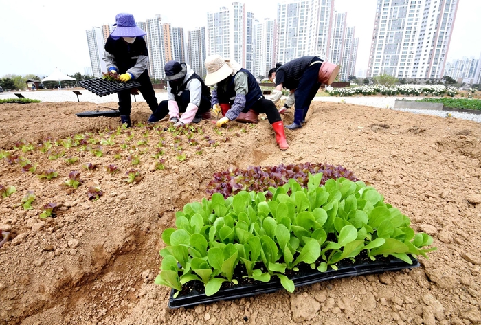 시흥시 도시농업공원의 시민행복텃밭 개장