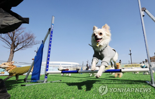 손해보험업계가 펫보험 비교·추천 서비스 시행을 앞두고 시장 확대를 위해 상품 개정 등 힘을 싣고 있다.