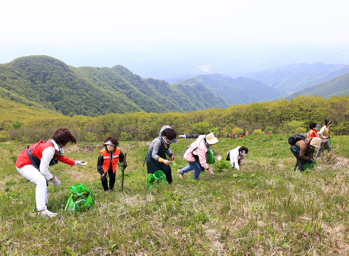 영양산나물축제