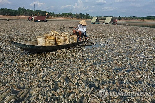 베트남에 계속된 폭염으로 한 저수지에 수만 마리의 물고기들이 폐사했다. 연합뉴스
