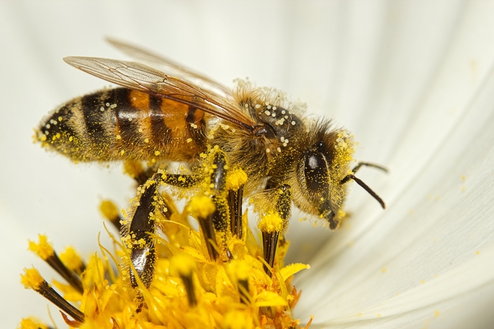 세계 식량작물의 63%가 꿀벌에 의해 수분이 이뤄져 열매를 맺는다. 하지만 미국에서만 꿀벌 개체수가 22~40%가 감소하는 등 꿀벌이 빠르게 사라지고 있다
