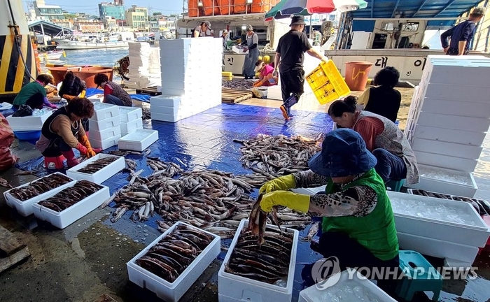 강릉 주문진항 오징어