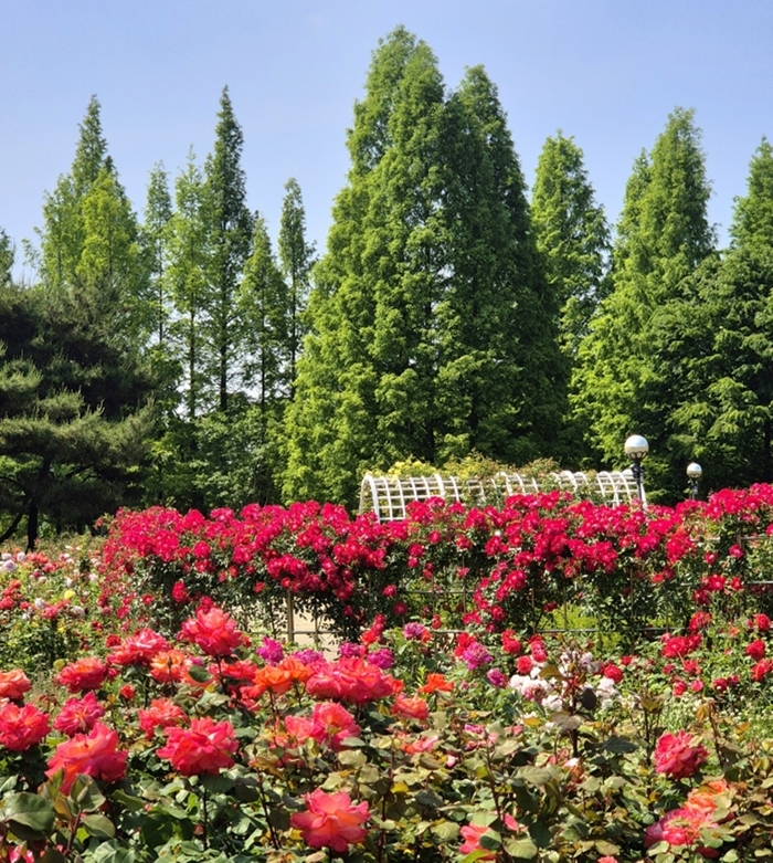 고양특례시 일산호수공원 장미원