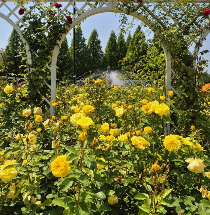 고양특례시 일산호수공원 장미원