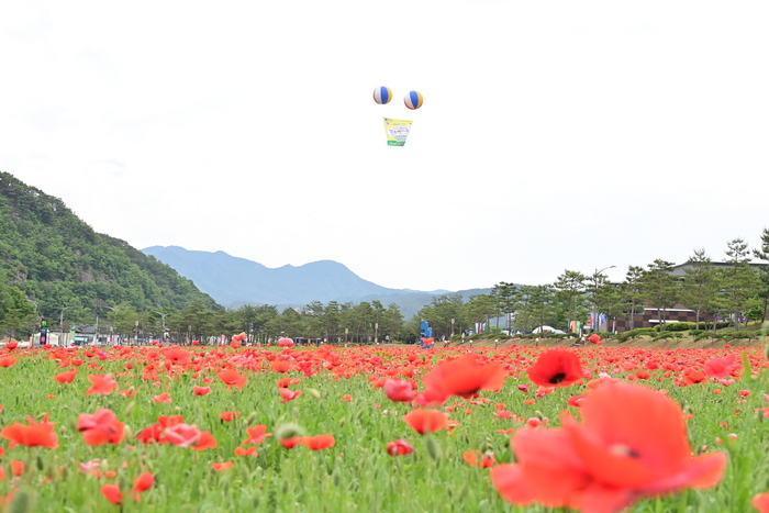 청송군 주왕산관광단지에 꽃양귀비 개화 시작