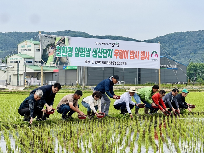 양평군 5월30일 물맑은양평쌀 생산단지 왕우렁이 방사