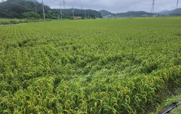 전남도