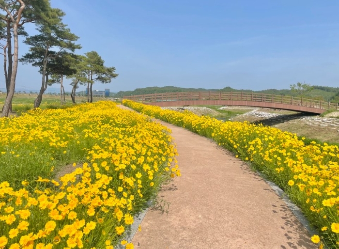 금계국