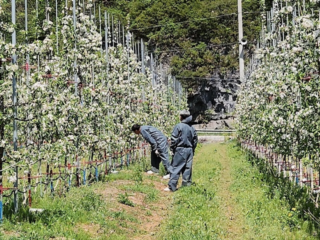 과수하상병 정밀 예찰