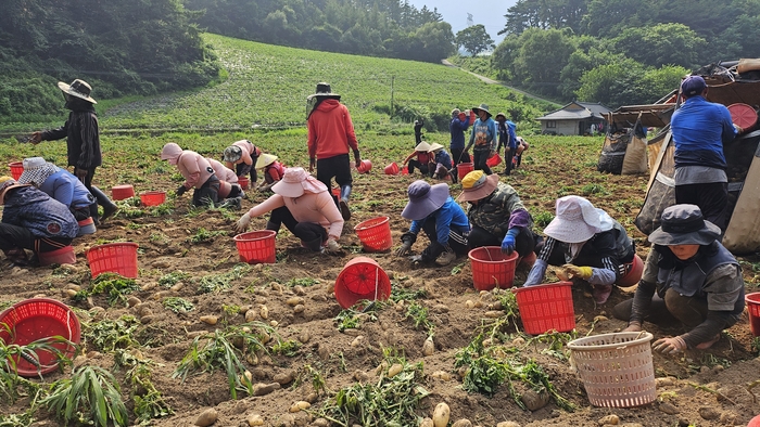 골든에그 수확현장