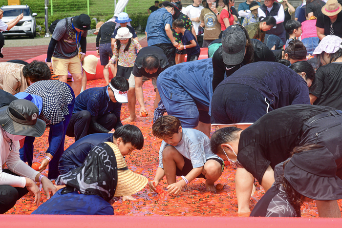 횡성둔내고랭지토마토축제