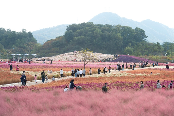 2023년 양주천만송이천일홍축제 현장