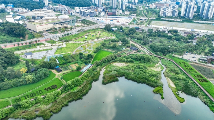 의왕시 학의동 백운호수 일대 '벼 아트'