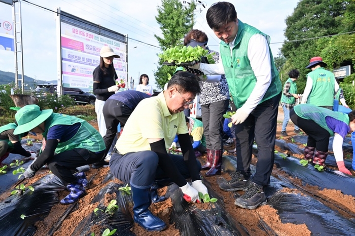 전진선 양평군수-양평군새마을회 16일 배추 모종 3000포기 식재