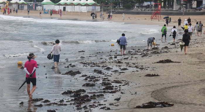 광안리 해변으로 밀려온 해조류