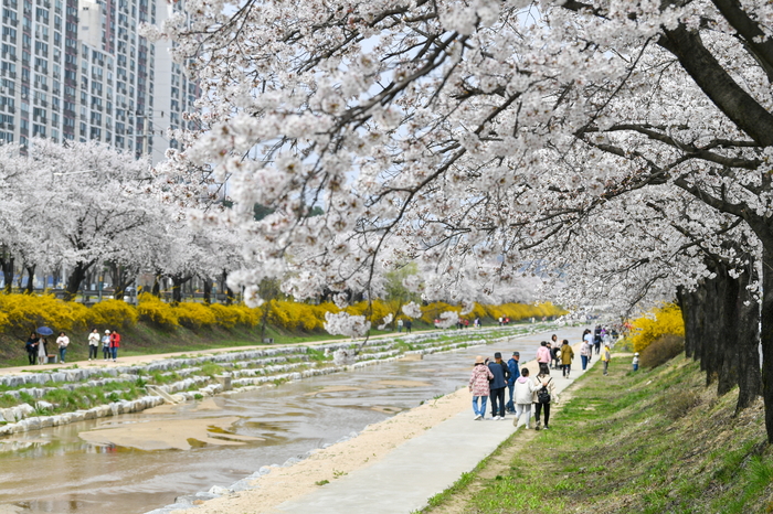 경북도, 김천시·영주시 가로수길 '우수 관리 가로수길' 선정 쾌거