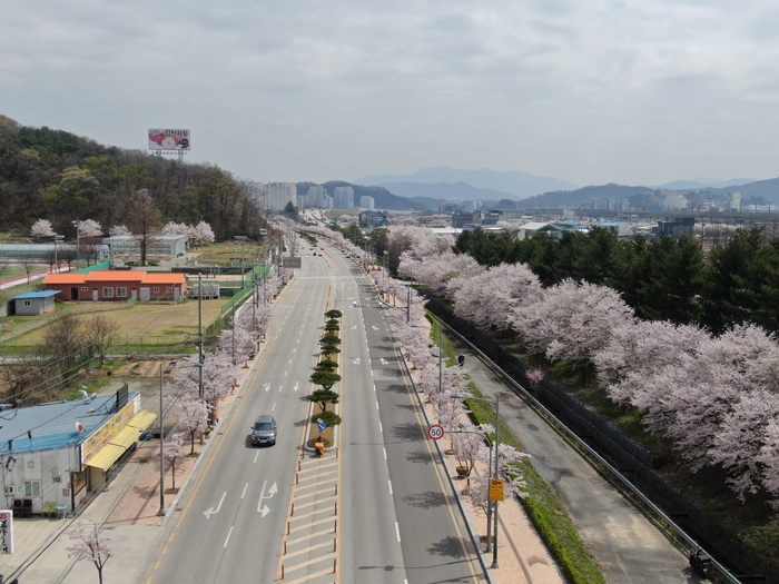 경북도, 김천시·영주시 가로수길 '우수 관리 가로수길' 선정 쾌거